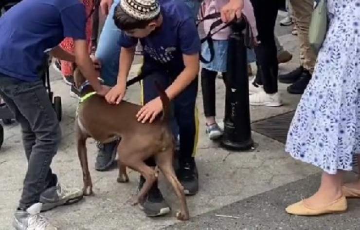 cane pitbull ritrovato new york