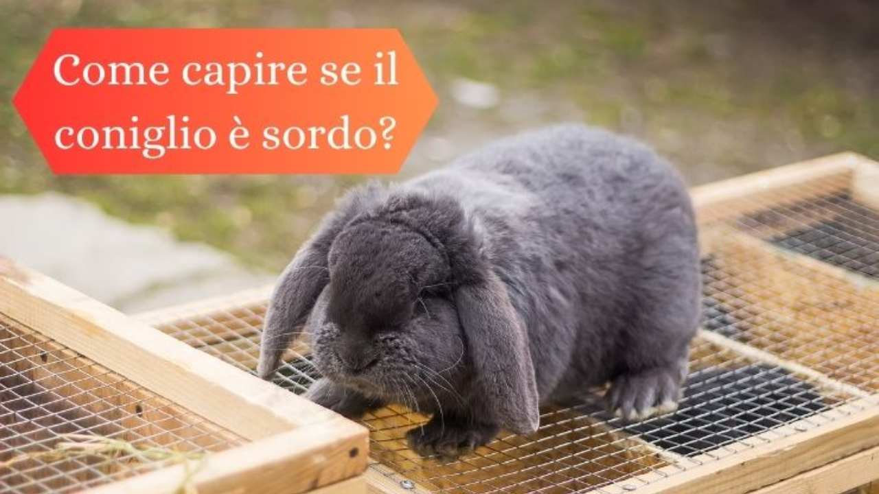 Trappole Per Conigli, Set Da 10 Pezzi, Accessori Da Caccia E Giardinaggio, Marca Generica - Foto 3