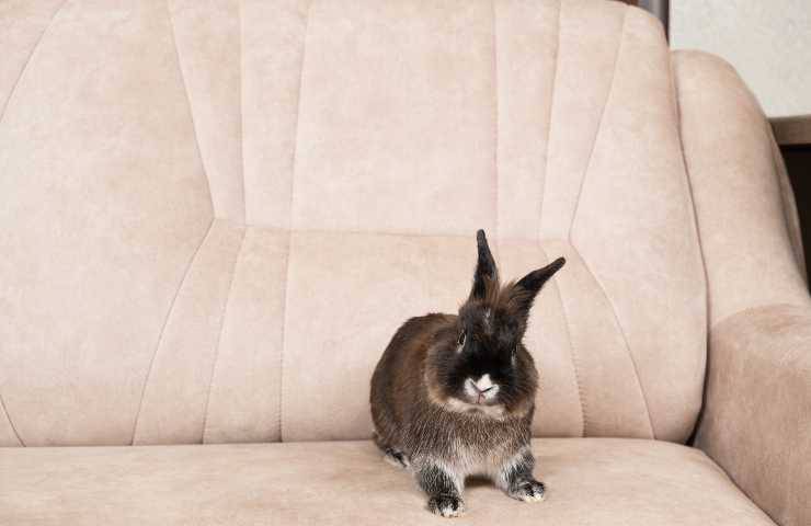 Coniglio seduto sul divano