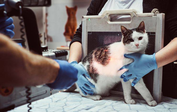radiografie al gatto