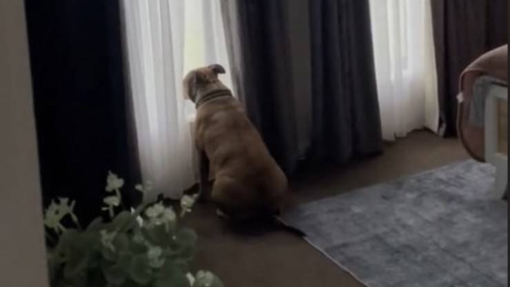cane crede di essere solo