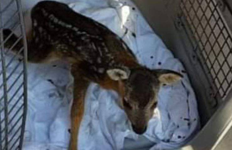 Piccolo capriolo appena nato era in pericolo