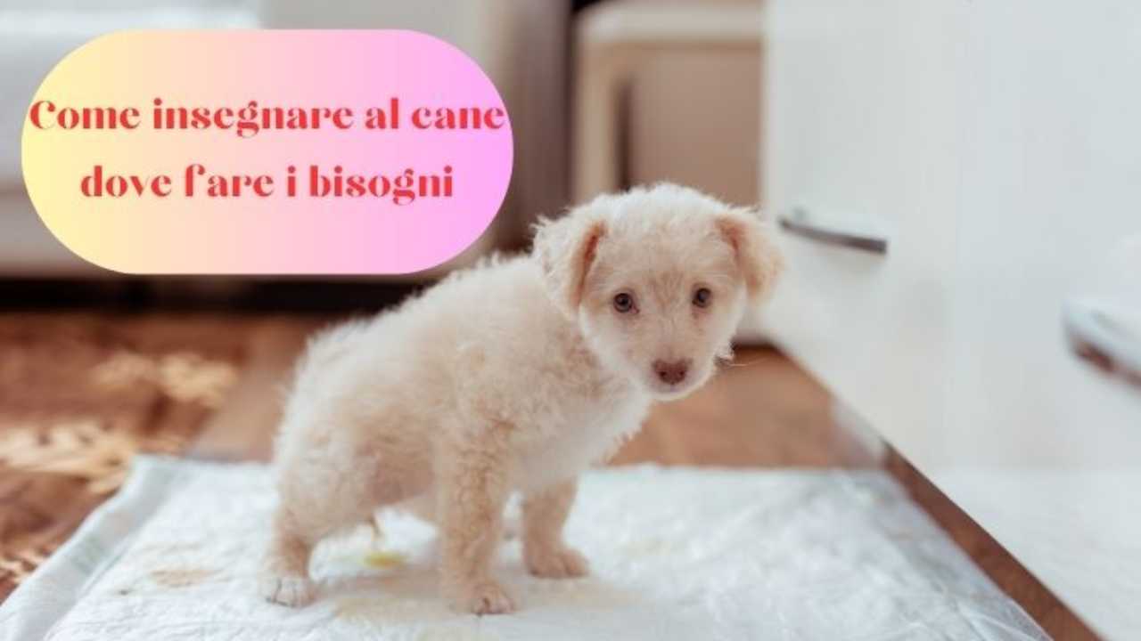 come-insegnare-al-cane-dove-fare-i-bisogni-passaggi-e-consigli-utili