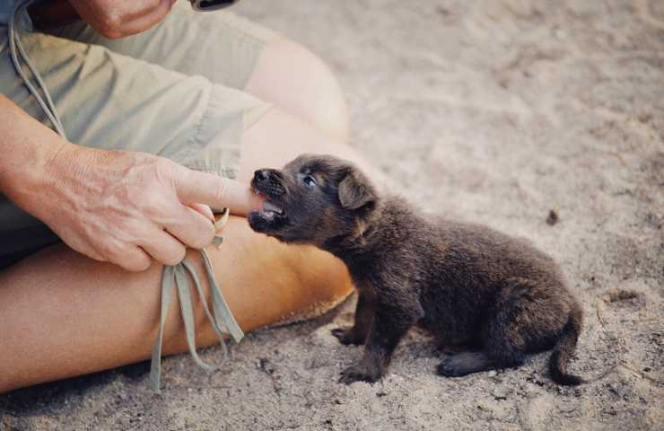 Cucciolo mordicchia dito