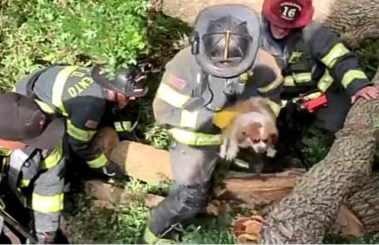 Intrappolato sotto un albero : vigili del fuoco fanno di tutto per salvarlo