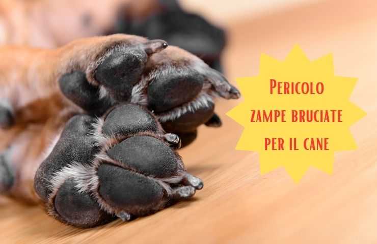 Cuscinetti delle zampe del cane