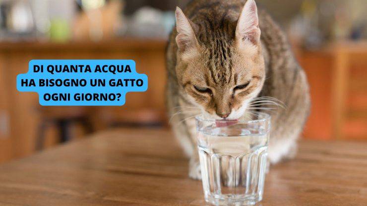 Gatto beve acqua 
