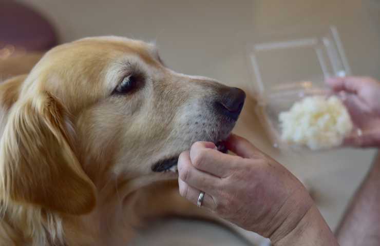 Donna da del riso al cane