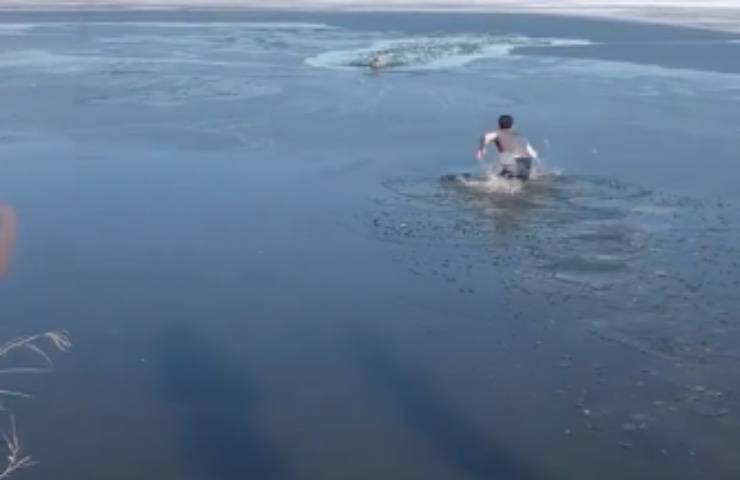 cane coraggio dopo tuffo 