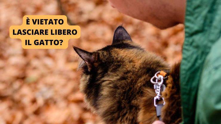 Gatto al guinzaglio 