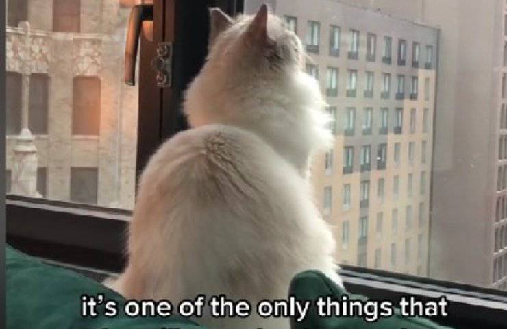 gatto guarda aerei fuori dalla finestra