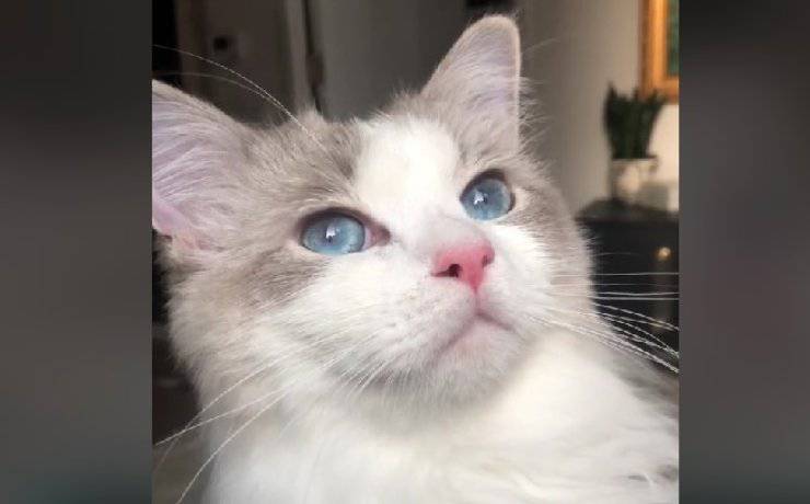 gatto ama guardare aerei