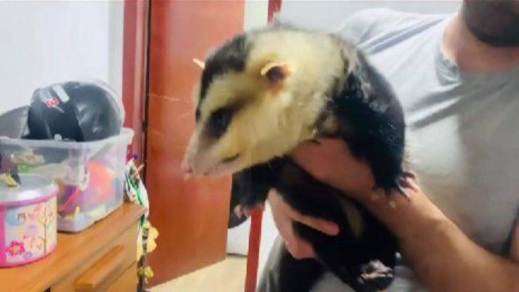 opossum in casa