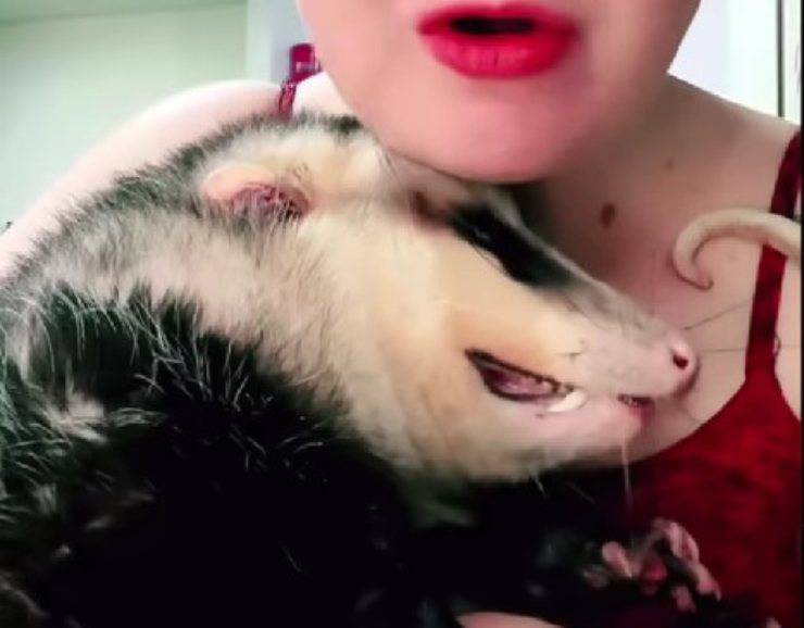 opossum portato via