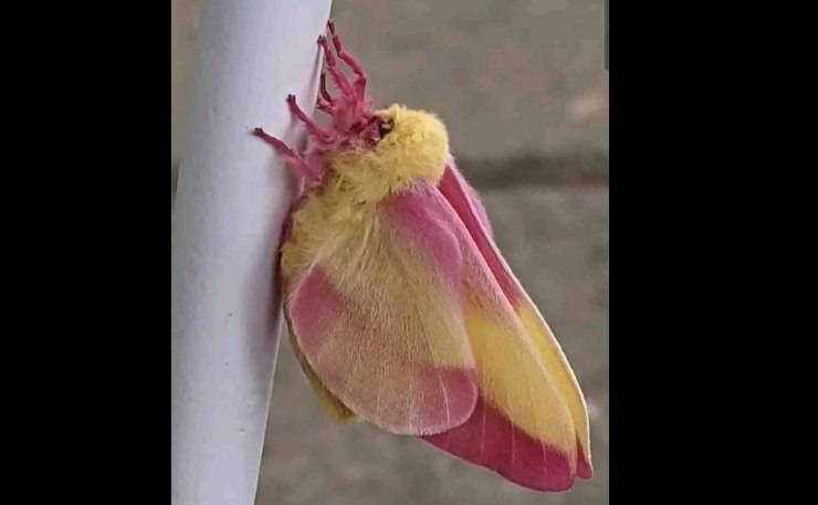 Farfalla gialla e rosa