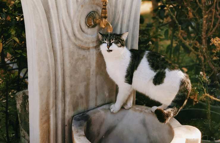 Felino beve dalla fontana