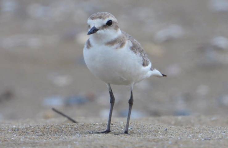 fratino caratteristiche