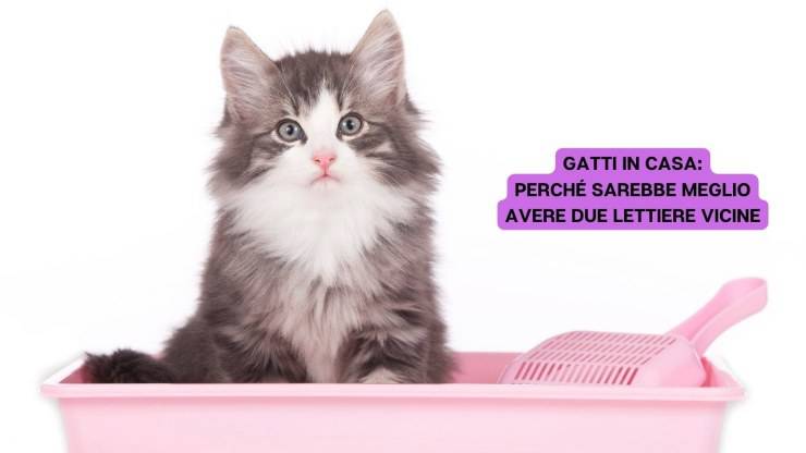 gatto nella lettiera 