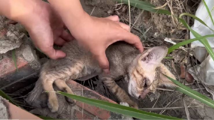 Gattino che non respira