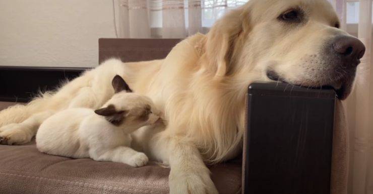 Gattino fa bagnetto al cane