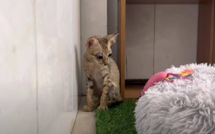 gattino in fin di vita