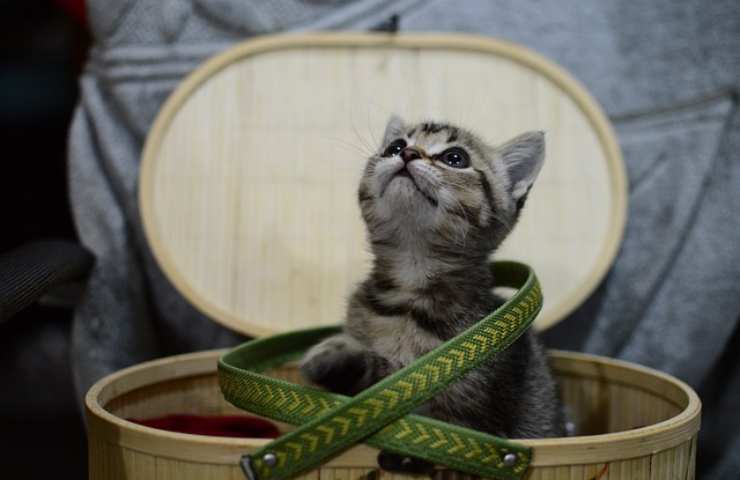 Gattino in un piccolo cesto