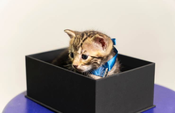 Gattino in una piccola scatola