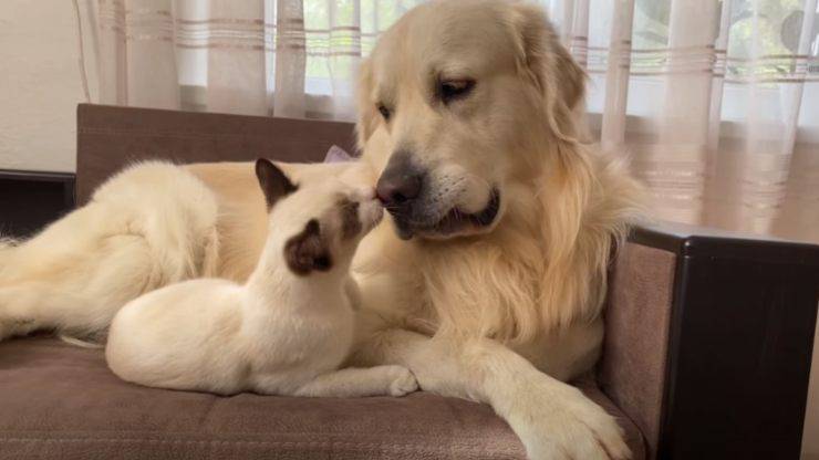 Gattino insieme a golden retriever