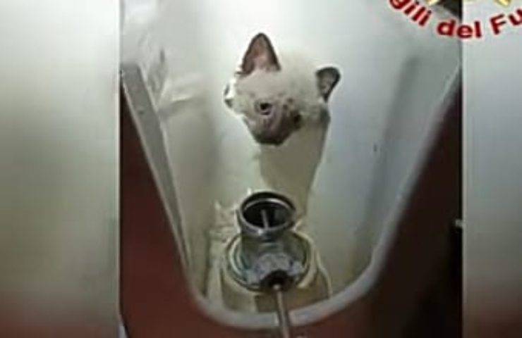 L'Odissea di un Gattino: Il risveglio notturno nel wc
