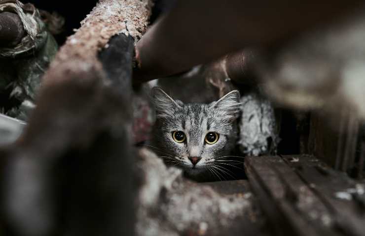 Gattino nascosto