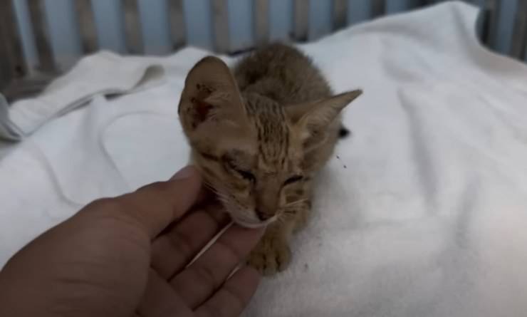 gattino salvato in parte alla strada