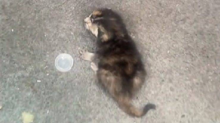 Gattino trovato in discarica