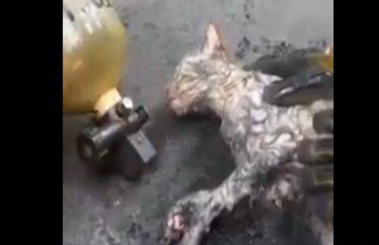 Gatto salvato da un incendio devastante rischia la vita