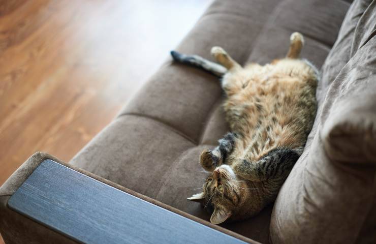 Gato del vientre en el sofá