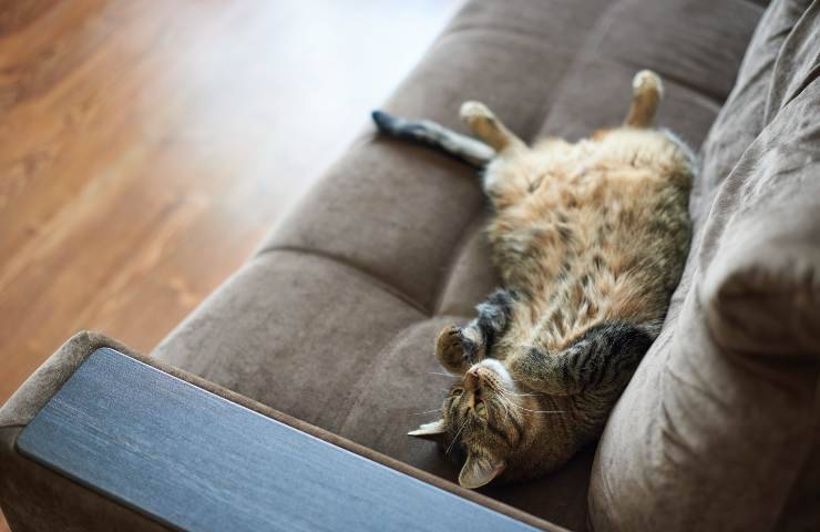 Gatto a pancia in su sul divano