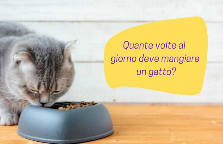 Gatto adulto mangia