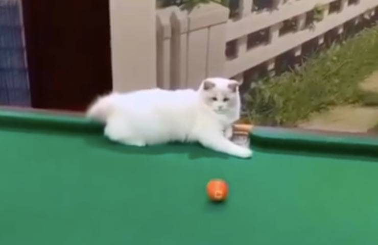 gatto diverte imbucare palla 