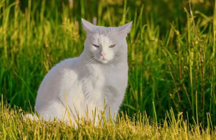 gato al sol 