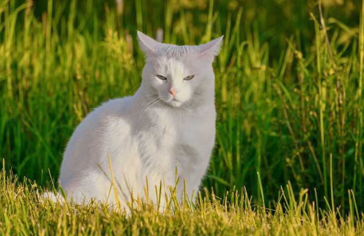 Gatto al sole 