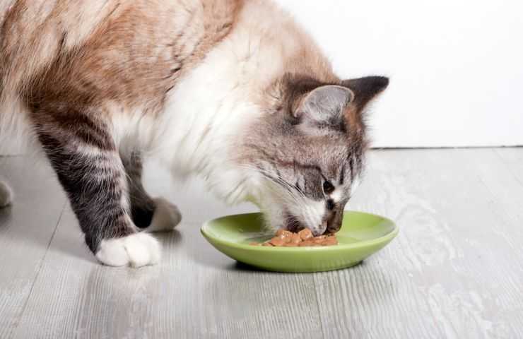 Gatto mangia