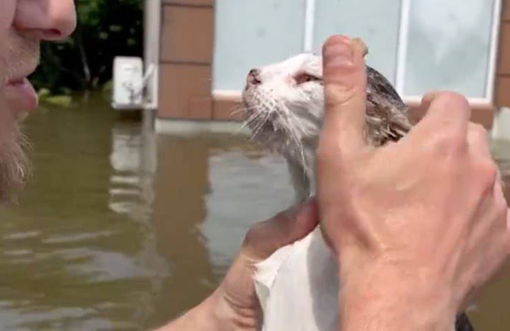 micio gatto ucraina diga 