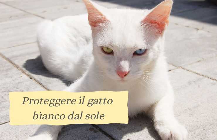 Gatto con pelo bianco al sole