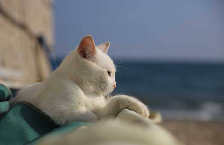 Gatto bianco in spiaggia