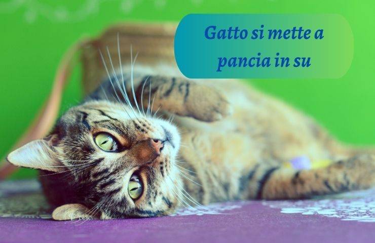 Gatto con la pancia all'aria 