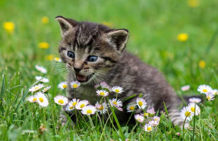 gatto riconosce amici felini 