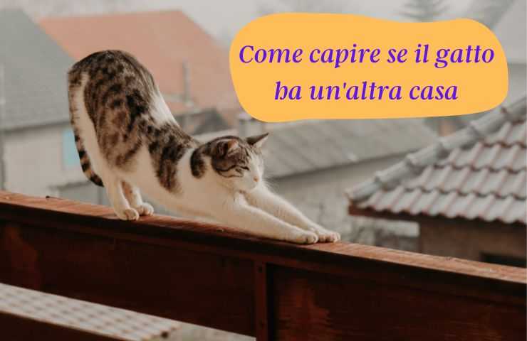 Gatto fuori casa