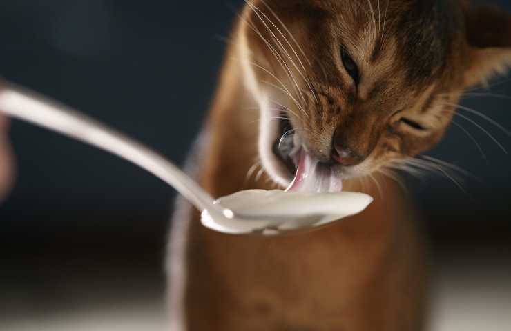 Gatto mangia yogurt