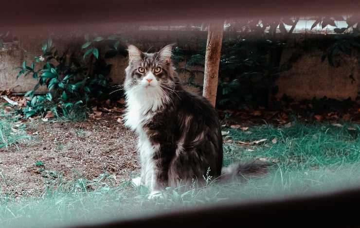 Gatto nel giardino del vicino