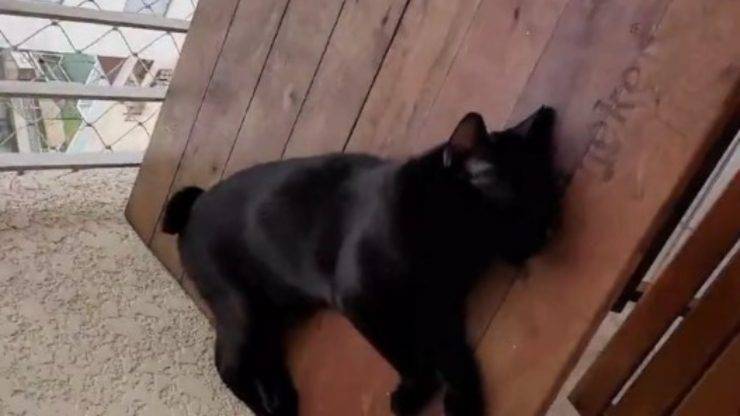 gatto nero che sembra morto video