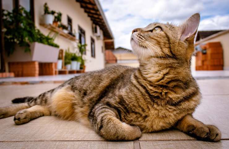 gatto distingue compagni viaggio 